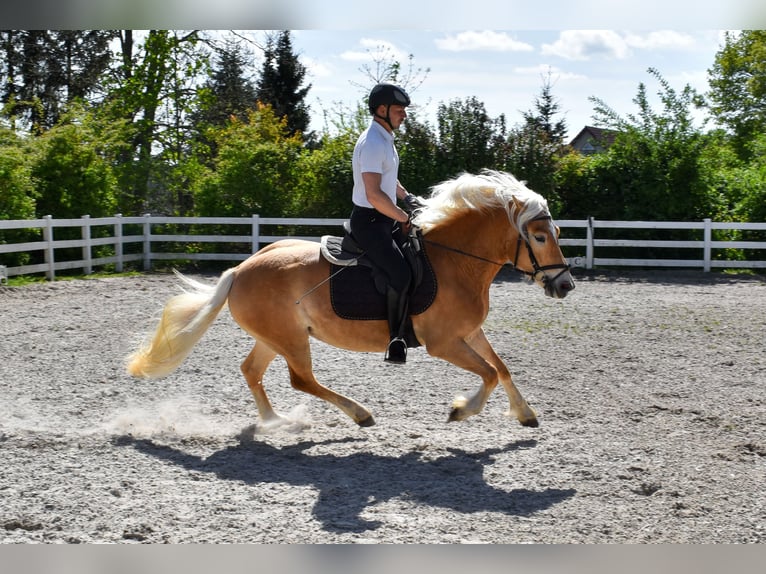 Haflinger Mare 4 years Chestnut-Red in Seebad Bansin