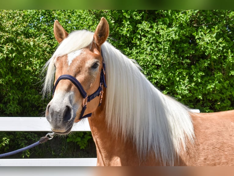Haflinger Mare 4 years Chestnut-Red in Seebad Bansin