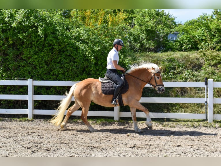 Haflinger Mare 4 years Chestnut-Red in Seebad Bansin