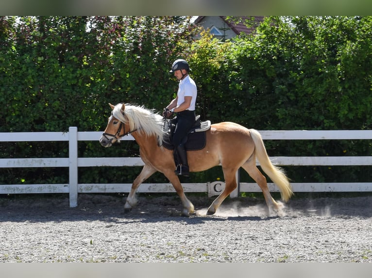 Haflinger Mare 4 years Chestnut-Red in Seebad Bansin
