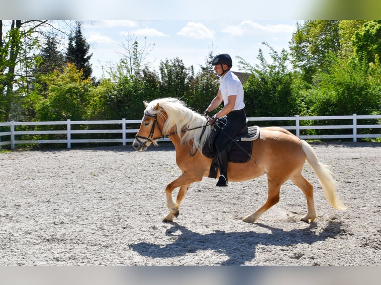 Haflinger Mare 4 years Chestnut-Red in Seebad Bansin