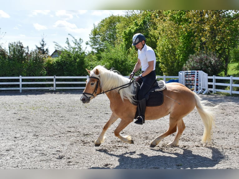 Haflinger Mare 4 years Chestnut-Red in Seebad Bansin