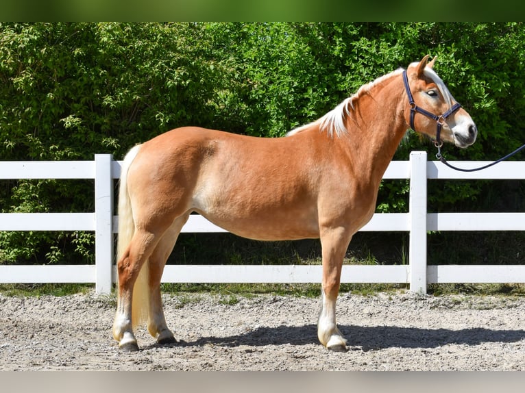 Haflinger Mare 4 years Chestnut-Red in Seebad Bansin