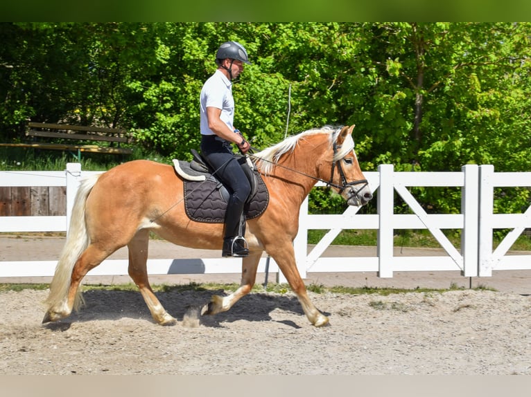 Haflinger Mare 4 years Chestnut-Red in Seebad Bansin