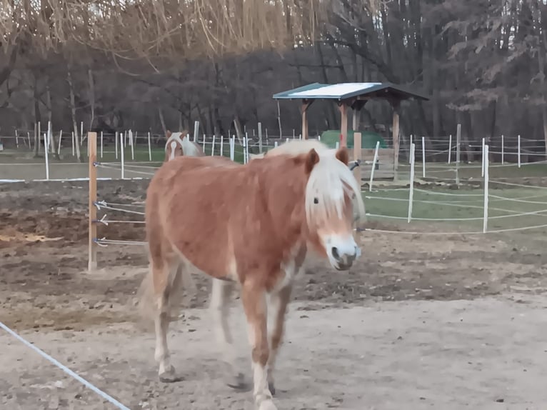 Haflinger Mare 4 years Chestnut-Red in Mattersburg