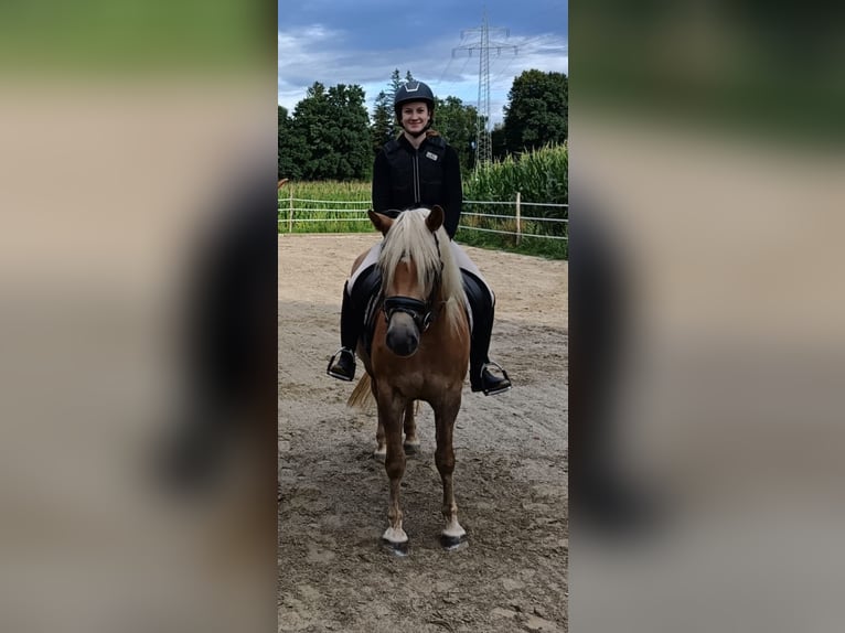 Haflinger Mare 4 years  in Biburg, Gemeinde Gars am Inn