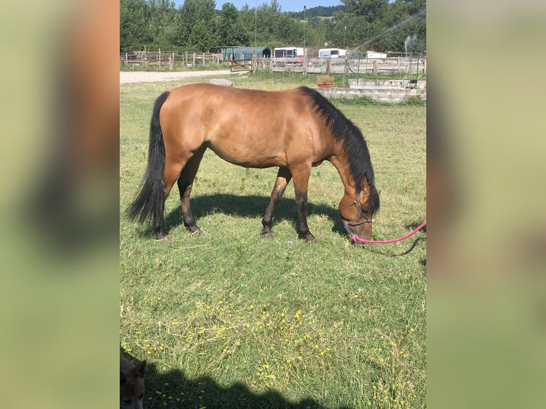 Haflinger Mix Mare 5 years 14,1 hh Brown-Light in Parma