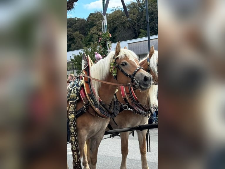 Haflinger Mare 5 years 14,1 hh Chestnut-Red in Leutschach