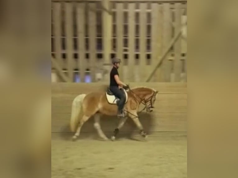 Haflinger Mare 5 years 14,1 hh Chestnut-Red in Leutschach