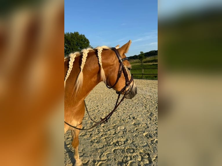 Haflinger Mare 5 years 14,1 hh Chestnut-Red in Dudelange