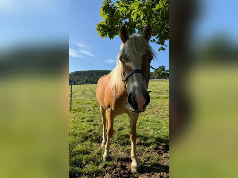 Haflinger Mare 5 years 14,1 hh Chestnut-Red in Dudelange