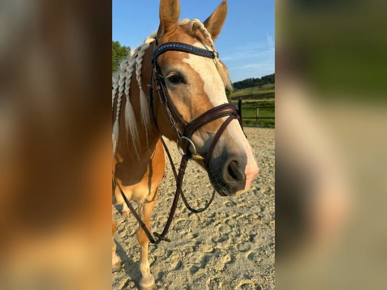 Haflinger Mare 5 years 14,1 hh Chestnut-Red in Dudelange