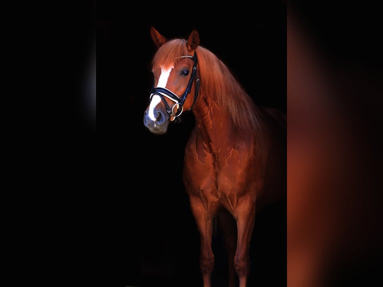 Haflinger Mare 5 years 14.1 hh Chestnut-Red in St Marein bei Graz