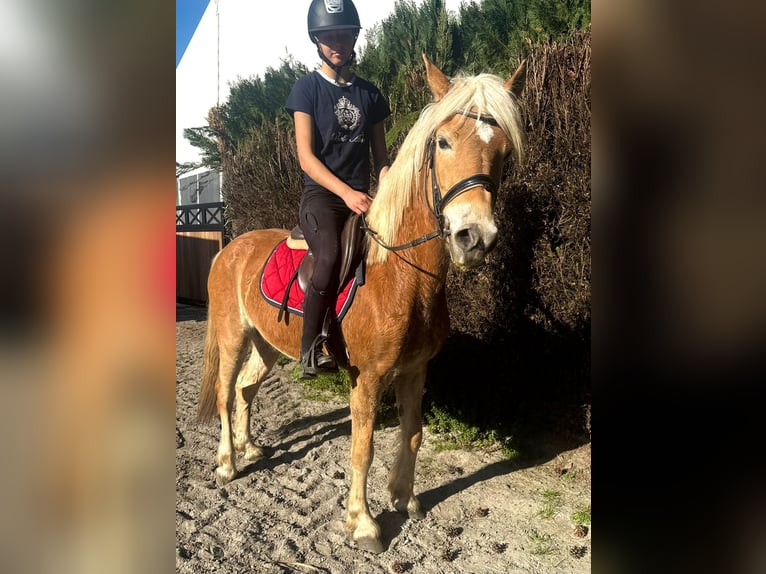 Haflinger Mare 5 years 14.1 hh Chestnut-Red in Bornem
