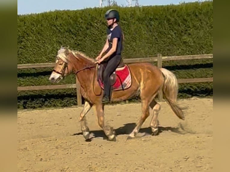 Haflinger Mare 5 years 14.1 hh Chestnut-Red in Bornem
