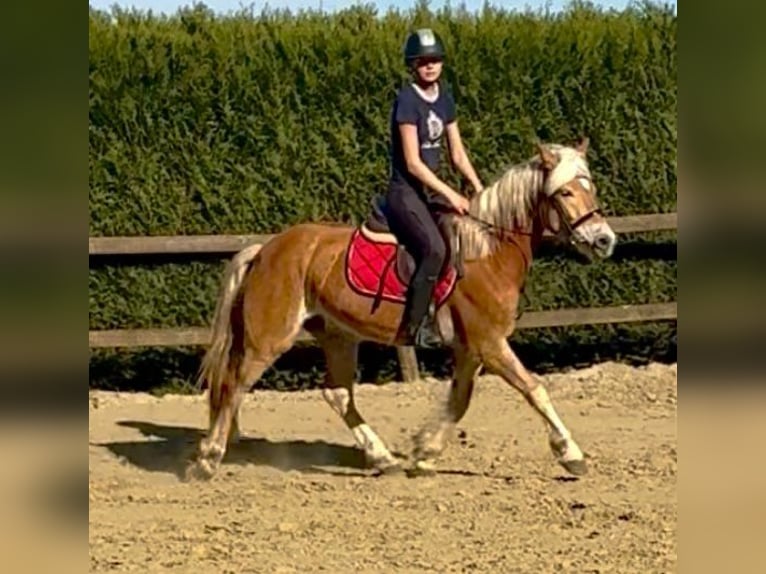 Haflinger Mare 5 years 14.1 hh Chestnut-Red in Bornem