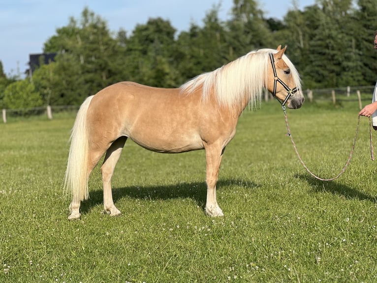 Haflinger Mare 5 years 14.1 hh Chestnut-Red in Groß Twülpstedt