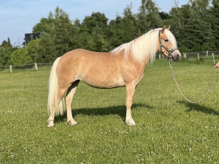 Haflinger Mare 5 years 14.1 hh Chestnut-Red in Groß Twülpstedt