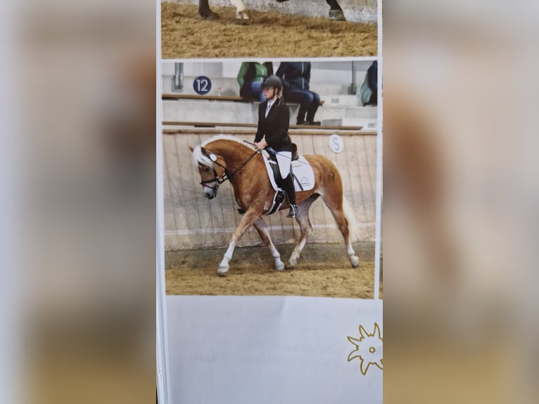 Haflinger Mare 5 years 14,2 hh Chestnut-Red in Pfronten
