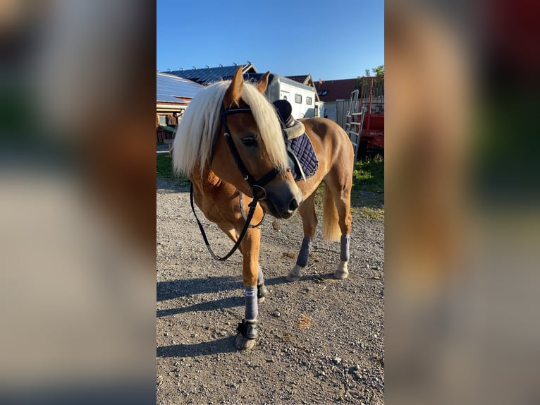 Haflinger Mare 5 years 14,2 hh Chestnut-Red in Pfronten