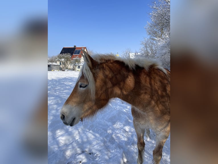 Haflinger Mare 5 years 14.2 hh Chestnut-Red in Thalmässing