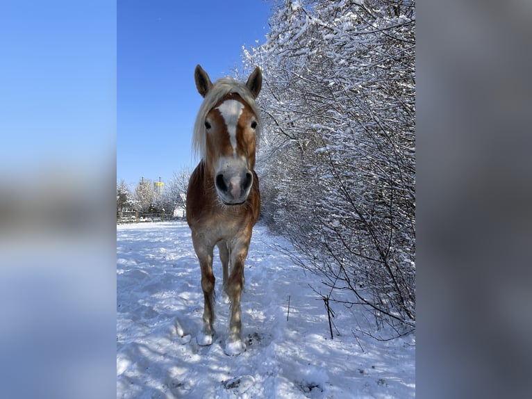 Haflinger Mare 5 years 14.2 hh Chestnut-Red in Thalmässing