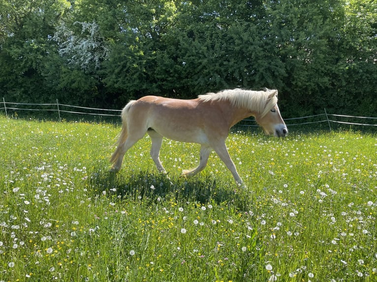 Haflinger Mare 5 years 14.2 hh Chestnut-Red in Thalmässing