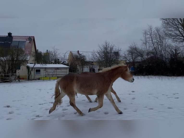 Haflinger Mare 5 years 14.2 hh Chestnut-Red in Thalmässing