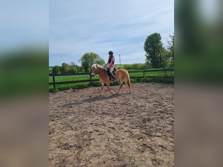 Haflinger Mare 5 years 14,2 hh Chestnut-Red in Külsheim