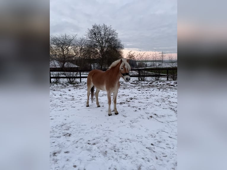 Haflinger Mare 5 years 14,2 hh Chestnut-Red in Külsheim