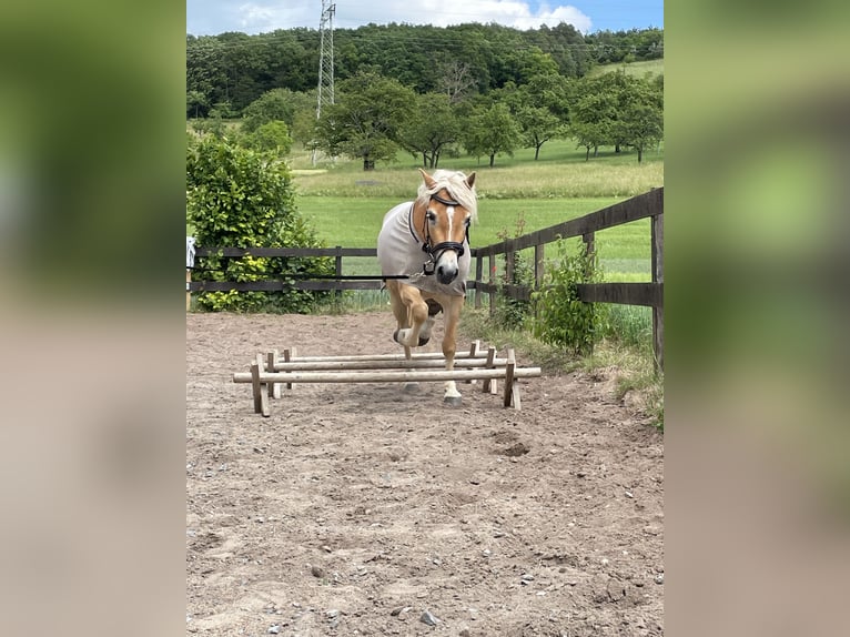 Haflinger Mare 5 years 14,2 hh Chestnut-Red in Külsheim