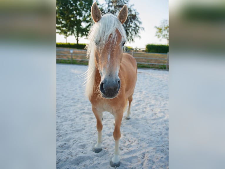 Haflinger Mare 5 years 14.2 hh Chestnut-Red in Klimmen