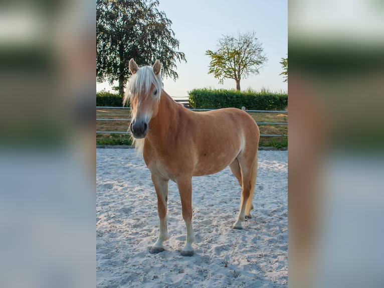 Haflinger Mare 5 years 14.2 hh Chestnut-Red in Klimmen