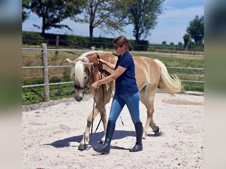 Haflinger Mare 5 years 14.2 hh Chestnut-Red in Klimmen