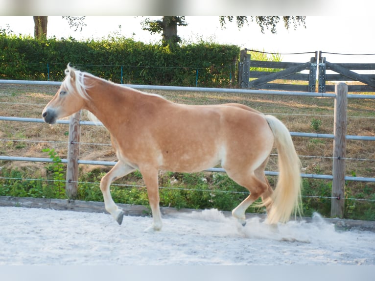 Haflinger Mare 5 years 14.2 hh Chestnut-Red in Klimmen