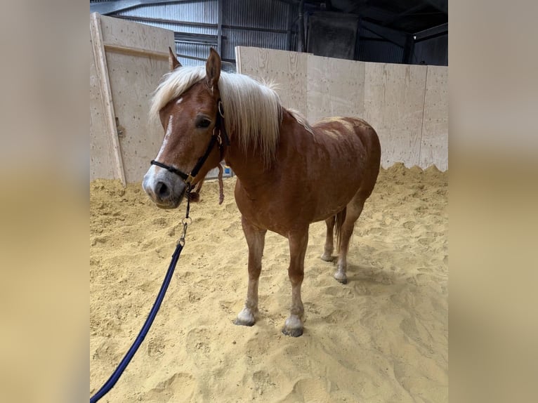 Haflinger Mare 5 years 14.2 hh  in Daleiden