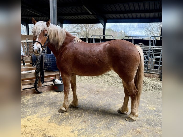 Haflinger Mare 5 years 14.2 hh  in Daleiden