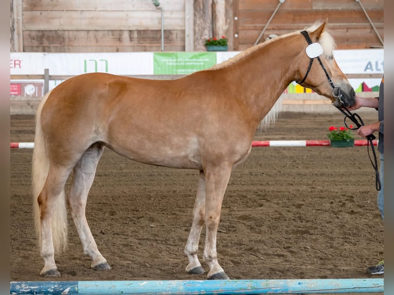 Haflinger Mare 5 years 14,3 hh Chestnut-Red in Bozen/S&#xFC;dtirol