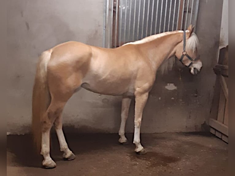 Haflinger Mare 5 years 14,3 hh Chestnut-Red in Bozen/S&#xFC;dtirol