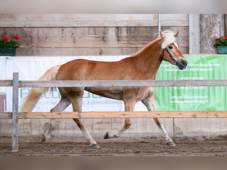 Haflinger Mare 5 years 14,3 hh Chestnut-Red in Bozen/S&#xFC;dtirol