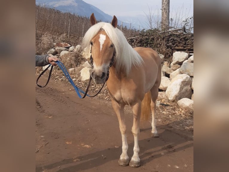 Haflinger Mare 5 years 14,3 hh Chestnut-Red in Bozen/S&#xFC;dtirol