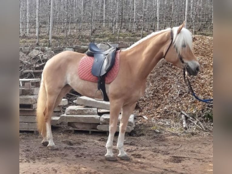 Haflinger Mare 5 years 14,3 hh Chestnut-Red in Bozen/S&#xFC;dtirol