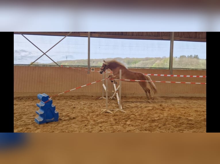 Haflinger Mare 5 years 14.3 hh Chestnut-Red in Nohfelden