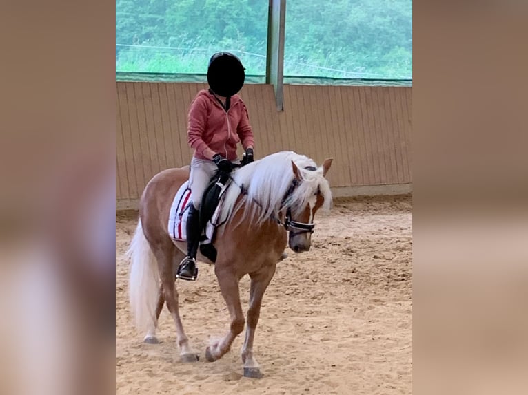 Haflinger Mare 5 years 14.3 hh Chestnut-Red in Nohfelden