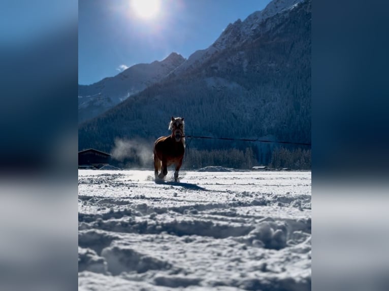 Haflinger Mare 5 years 14,3 hh Chestnut-Red in L&#xE4;ngenfeld