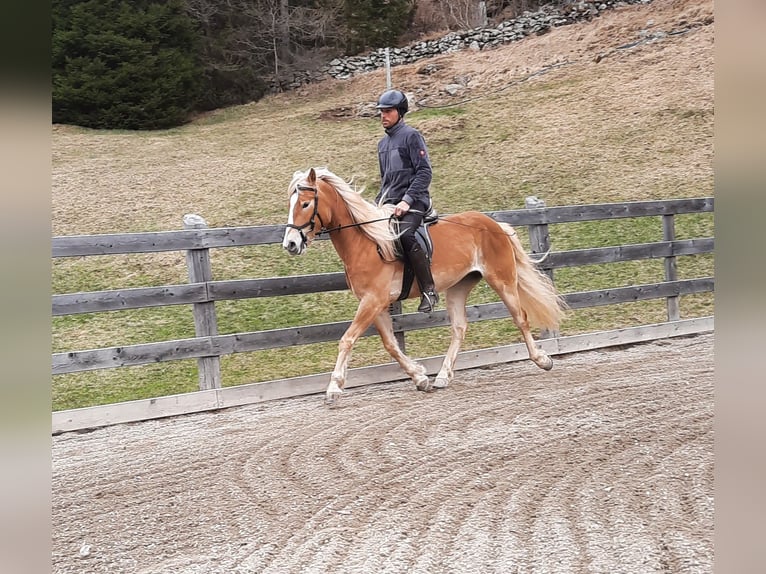 Haflinger Mare 5 years 14,3 hh Chestnut-Red in Nauders