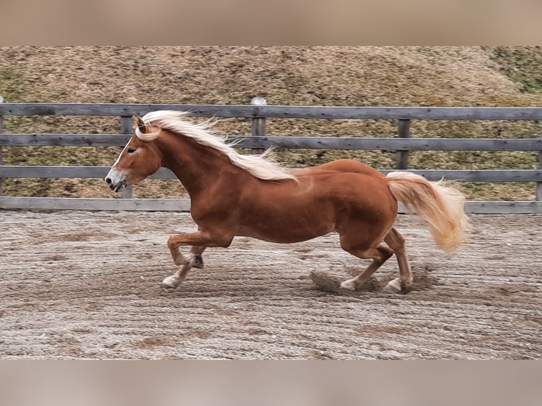 Haflinger Mare 5 years 14,3 hh Chestnut-Red in Nauders