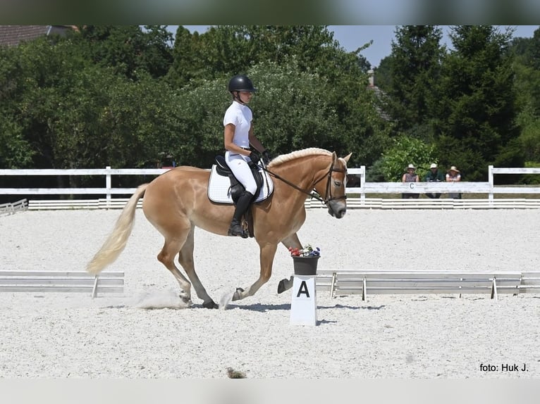 Haflinger Mare 5 years 14,3 hh Chestnut in Tuhaň