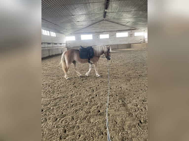 Haflinger Mare 5 years 14 hh Chestnut in Szarvaskend