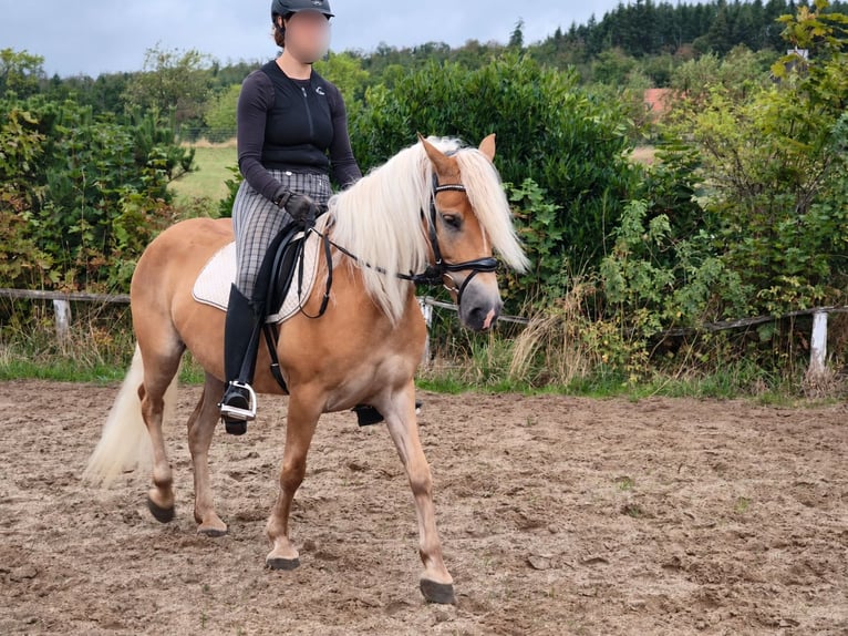 Haflinger Mare 5 years 14 hh  in Frankenberg (Eder)
